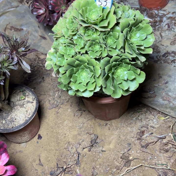多肉植物绿杨荣法师53
