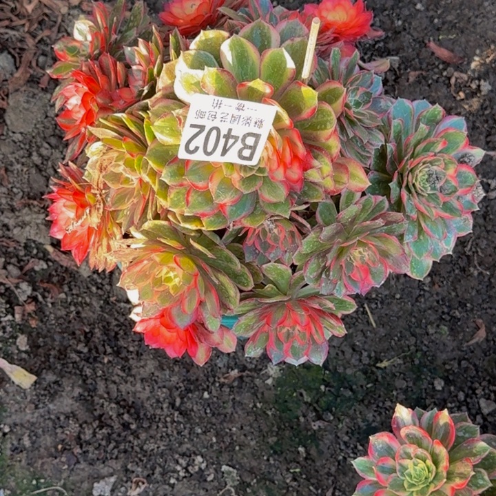 黑魔锦花25-26包邮花花