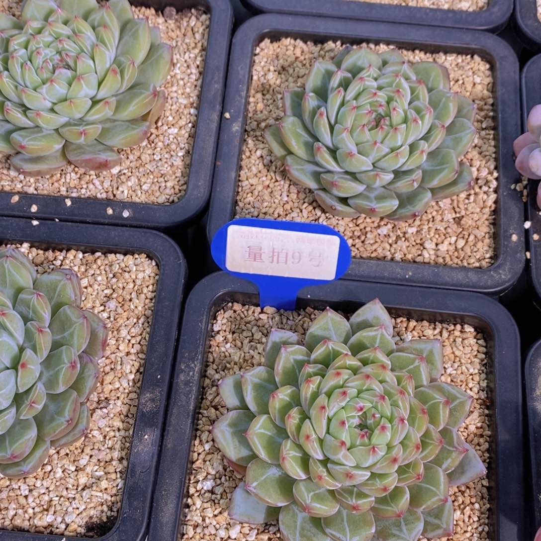 量拍9号 A级品质雪花珍妮单头一个 6厘米