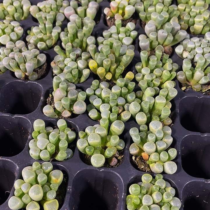 小五十铃玉1元带土发