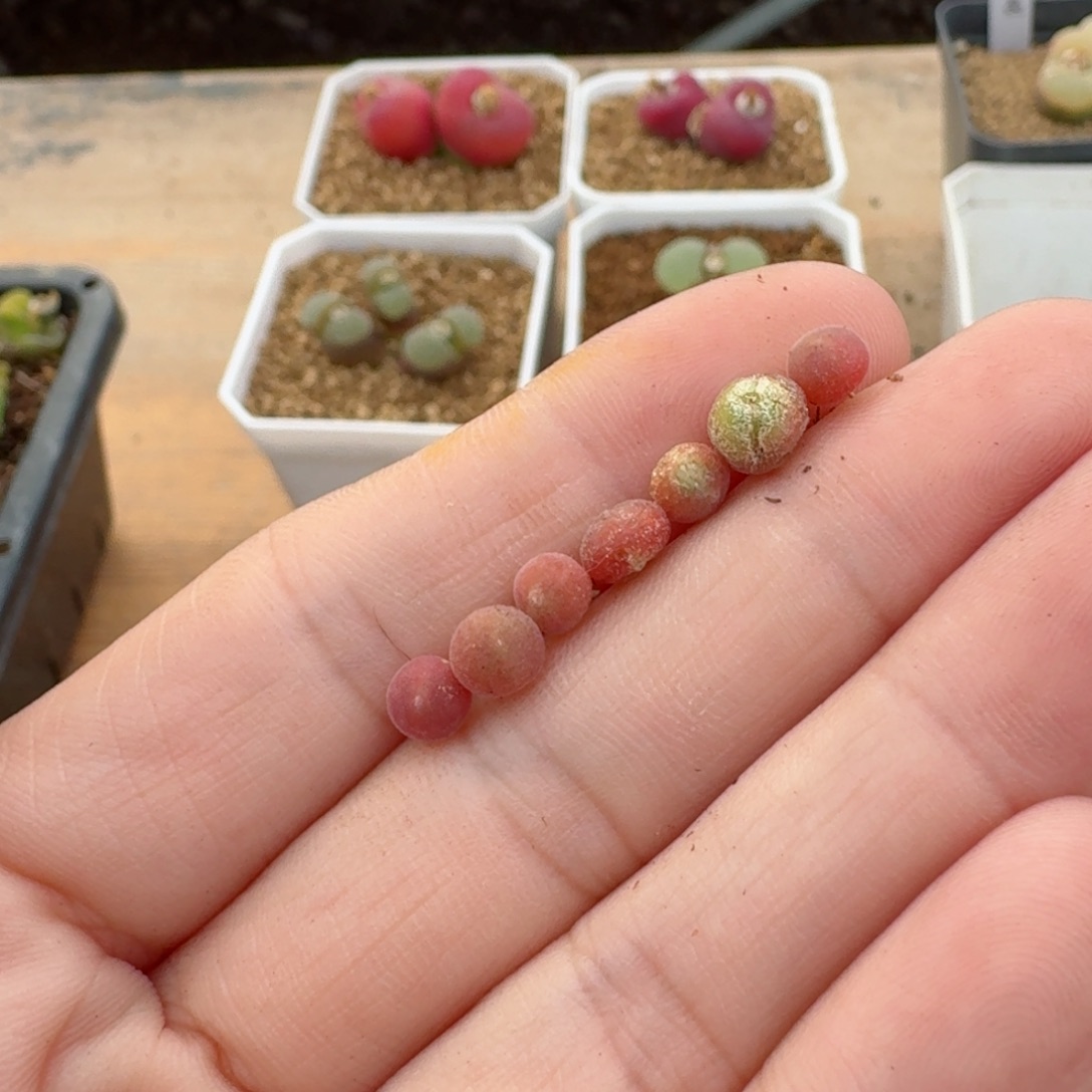 ?***✿17-14p p p p p p p p