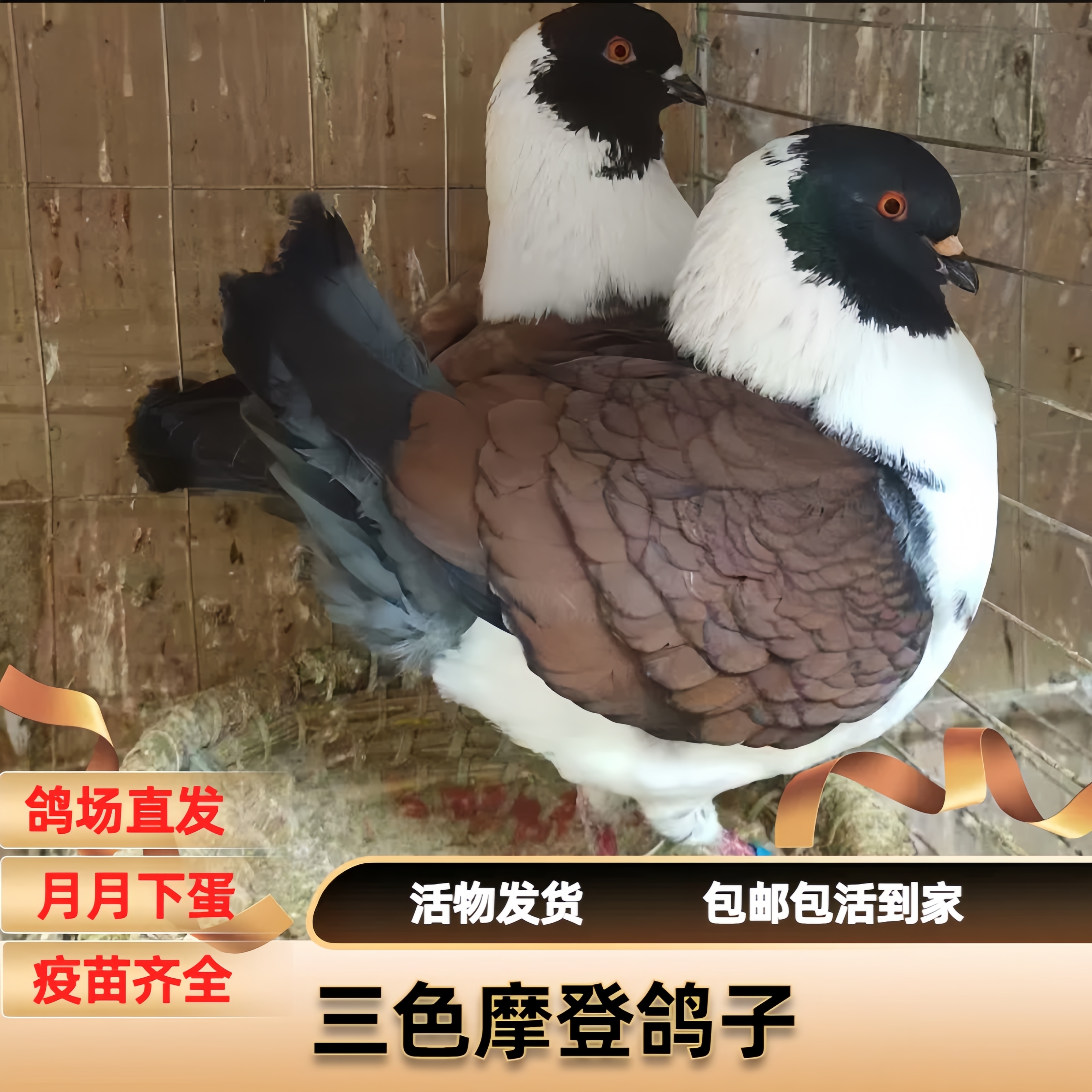 精品摩登那三色摩登那鸽子活苗一对观赏鸽种鸽青年鸽幼鸽包邮包活