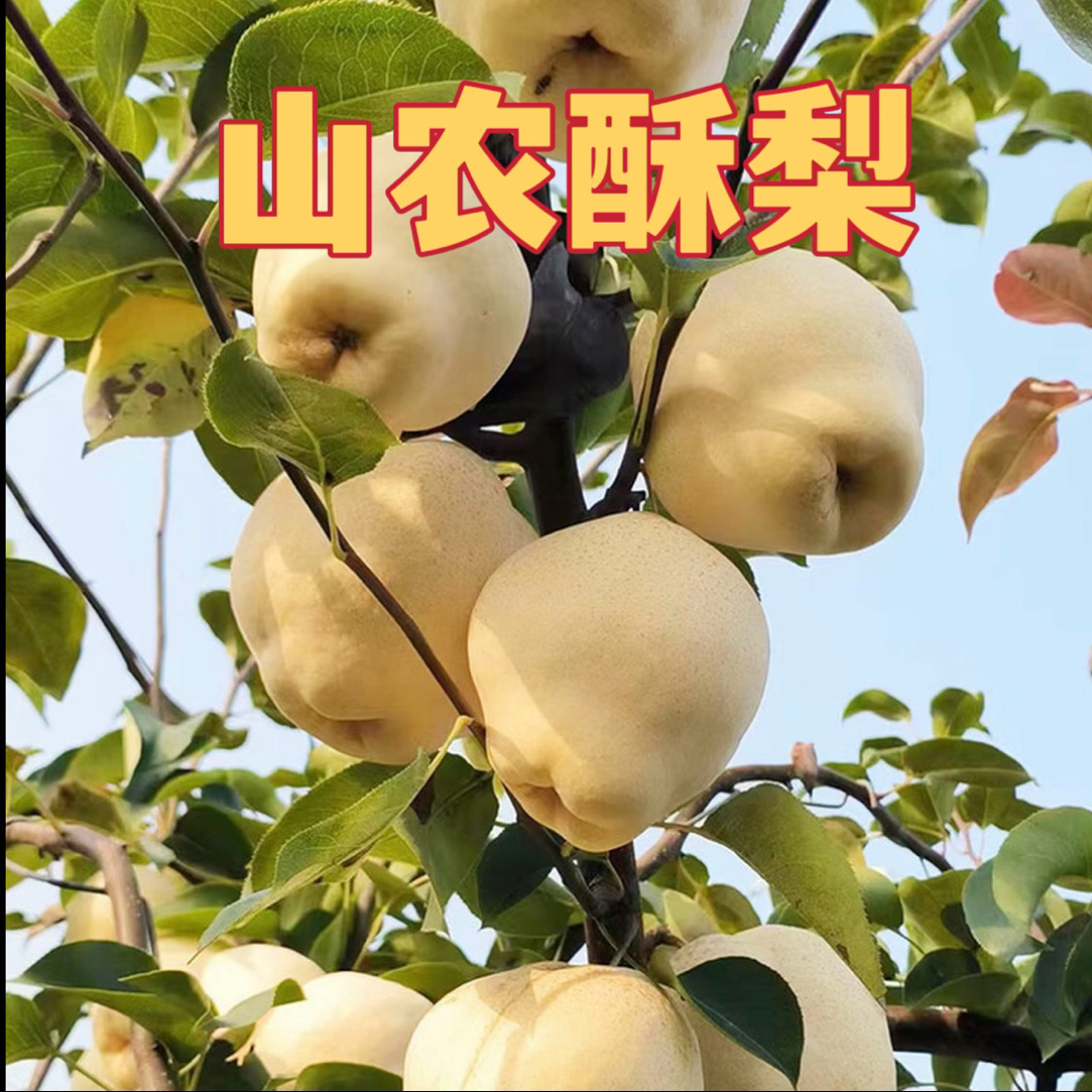 正宗嫁接山农酥梨梨树苗幼苗南北方盆栽地栽特大果树苗