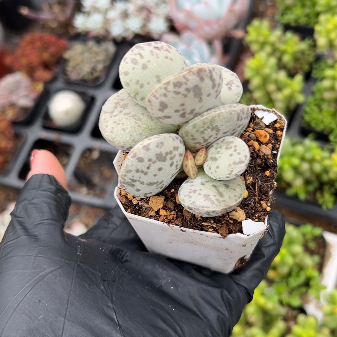 多肉植物花旦水泡