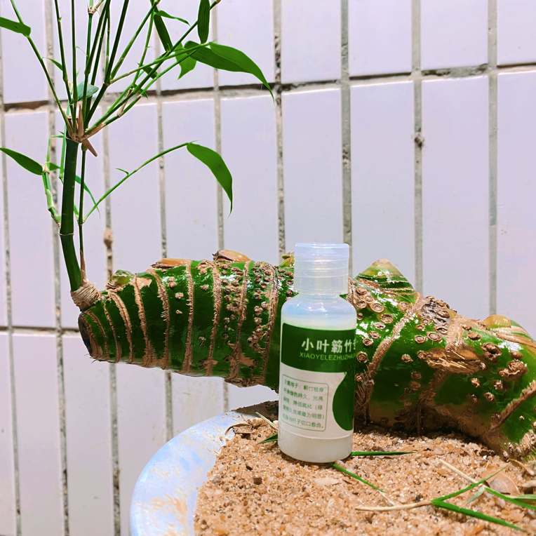 小叶簕竹专用护养油