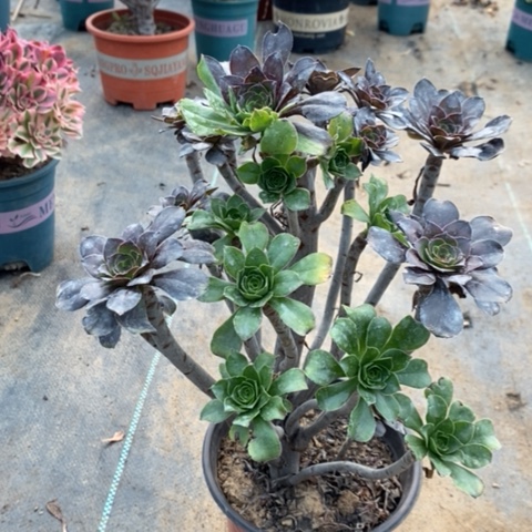 灰圆叶阴阳多肉植物027