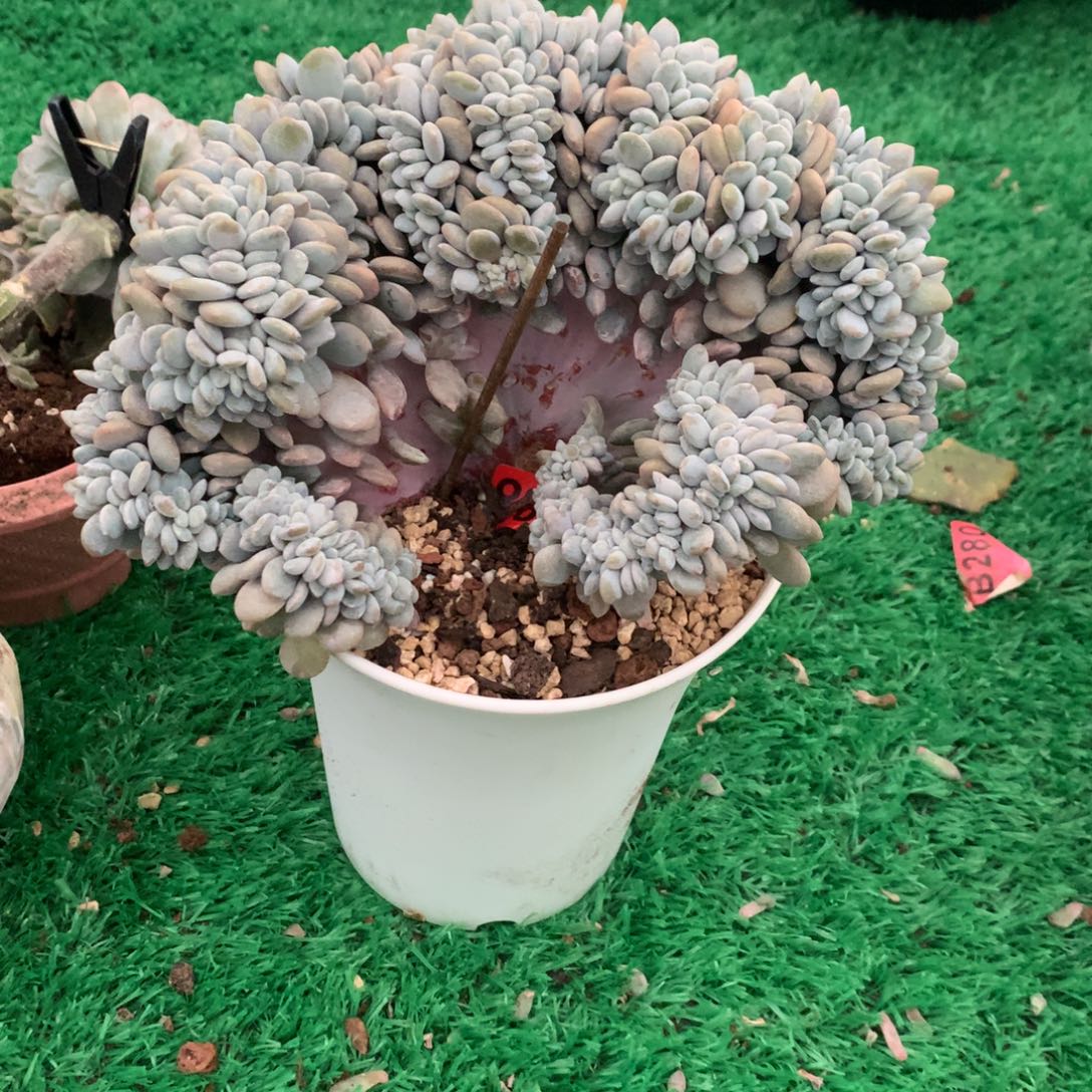 896粉兔111111111111111