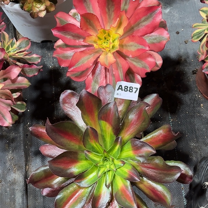 牛***新887888魅影中班魅影