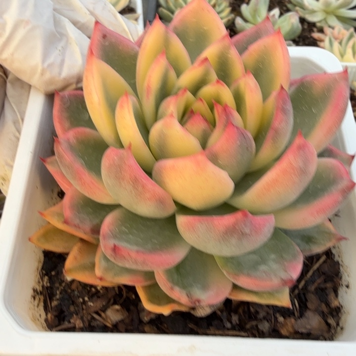 迦蓝锦多肉植物精品