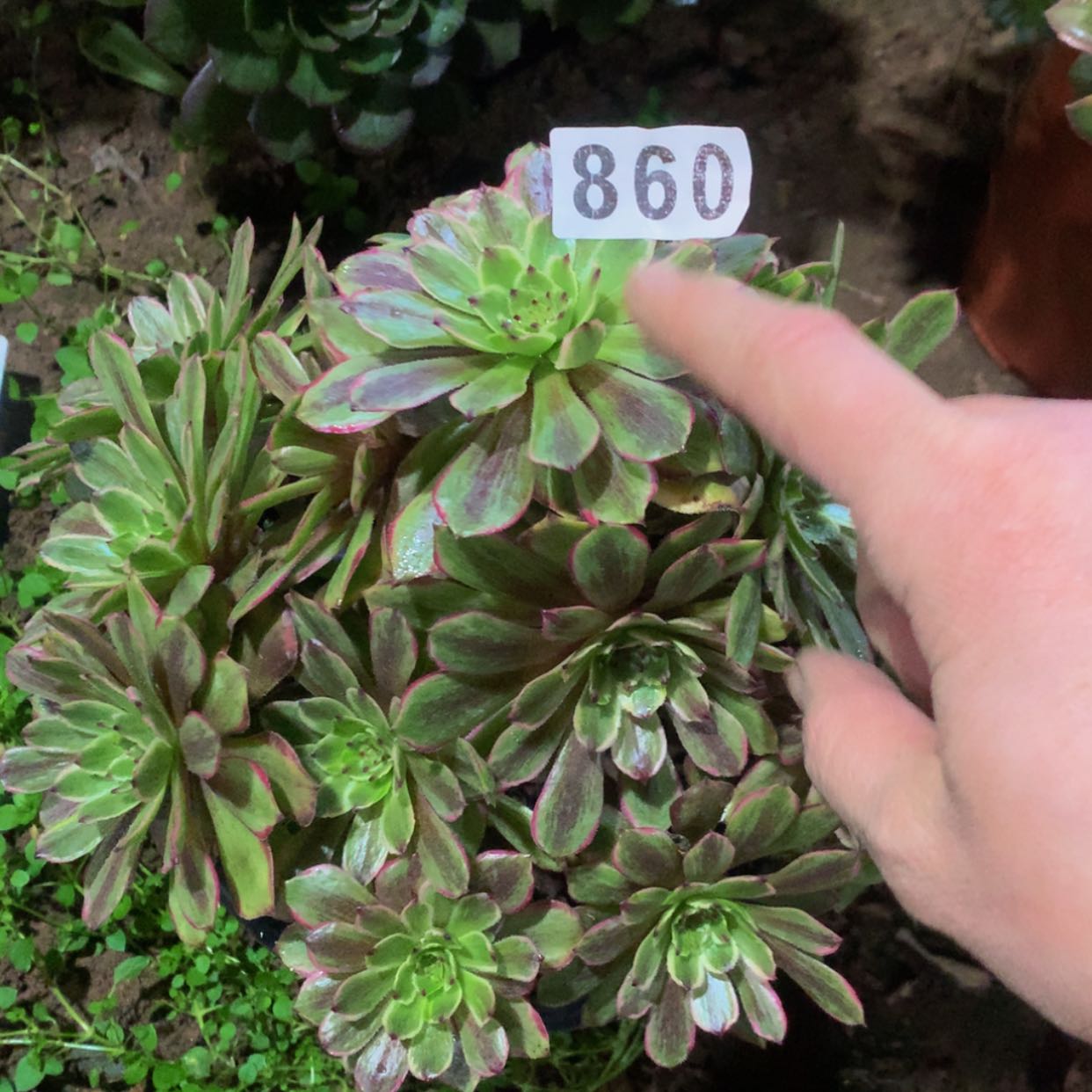 【闪购商品】&****@860粉黛多肉