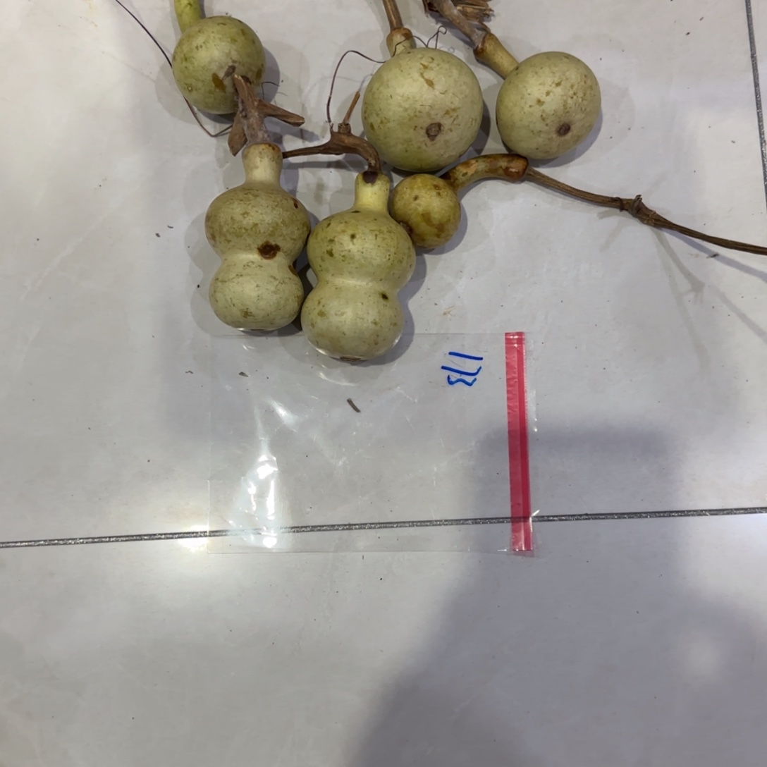 三***哥葫芦啦啦乐乐咯乐乐咯来咯哦
