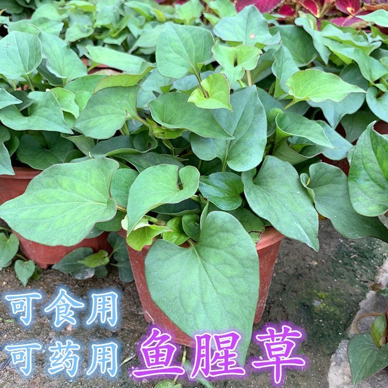 鱼腥草盆栽新鲜折耳根种苗室内阳台室外中草药植物可食用花卉绿植