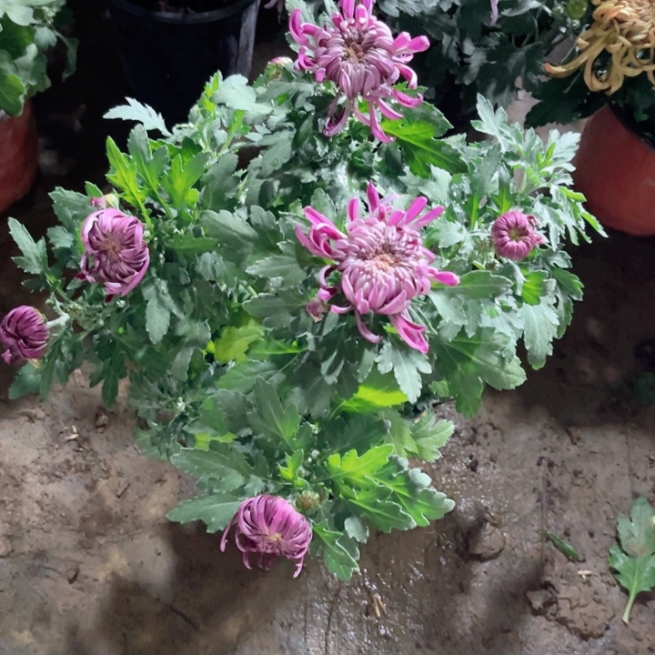 暗***浮血罩红梅专属链接