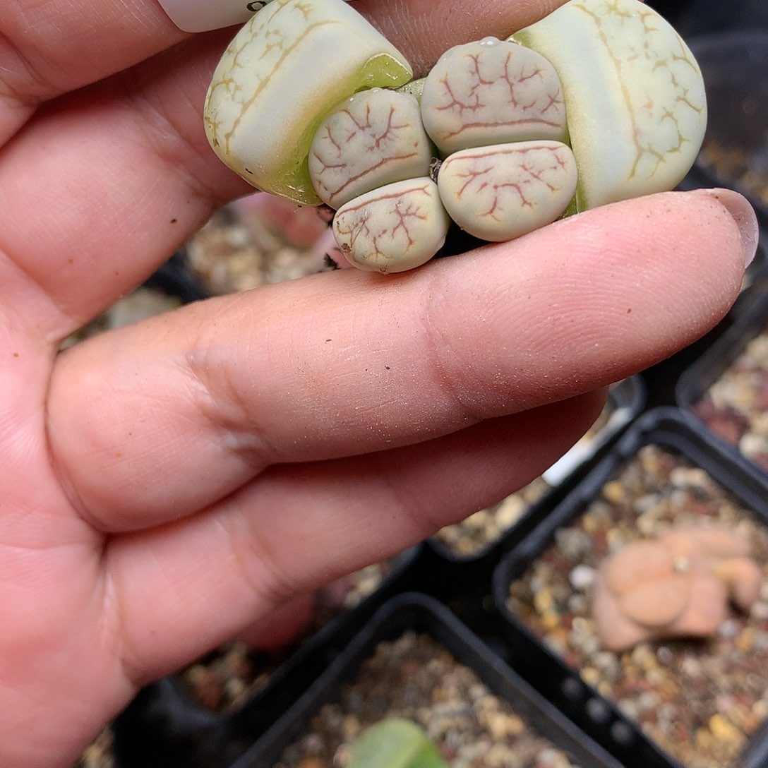 A159多肉植物保护研究所