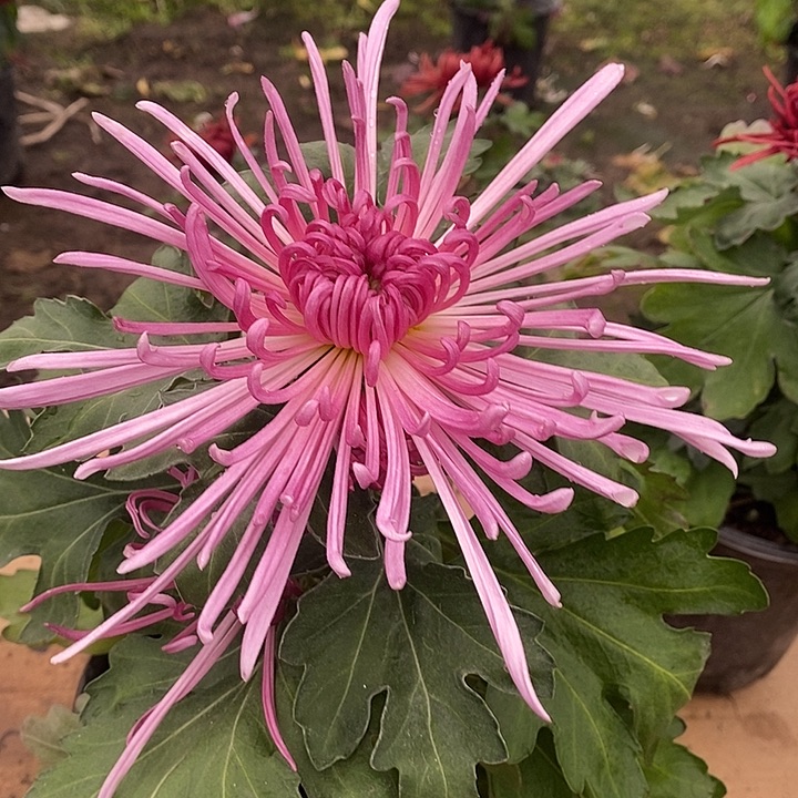 完全开放D1111111111