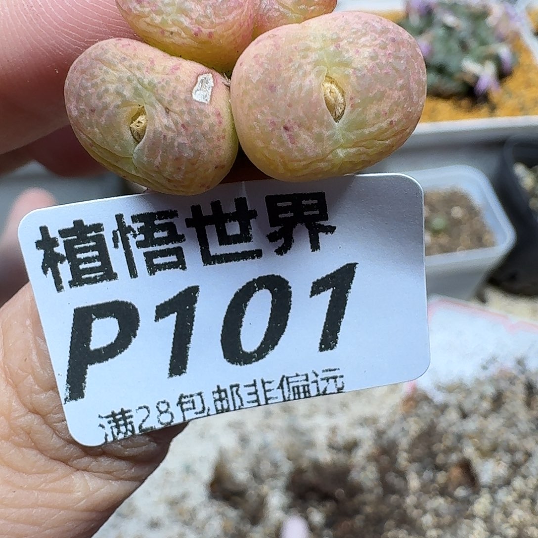 多肉W的润泽发姑姑gh