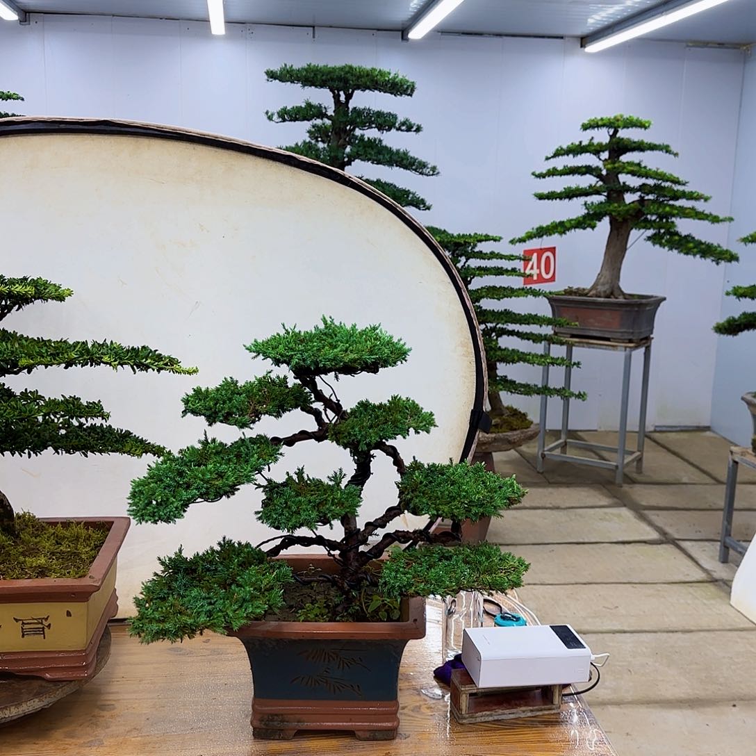无花朵珍珠柏树盆景