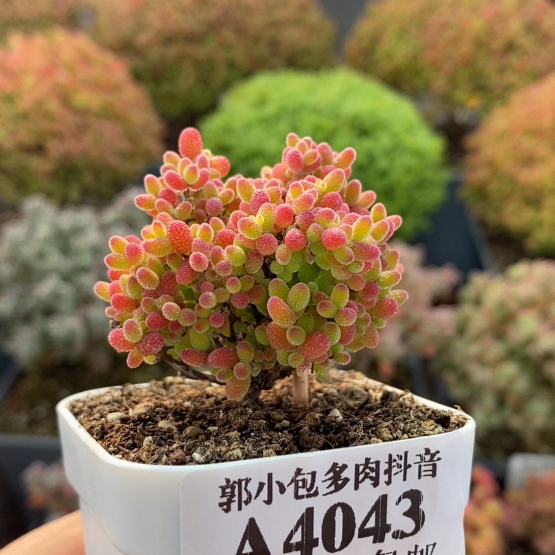 蜜橘糖球4043枝干番杏