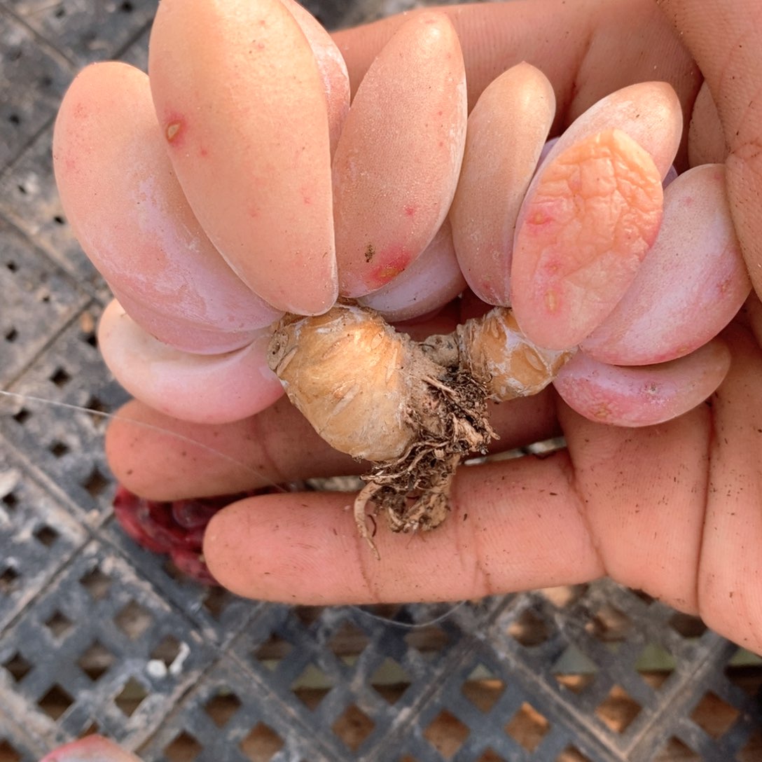 可问主播品种，下滑链接更多品种选择-35