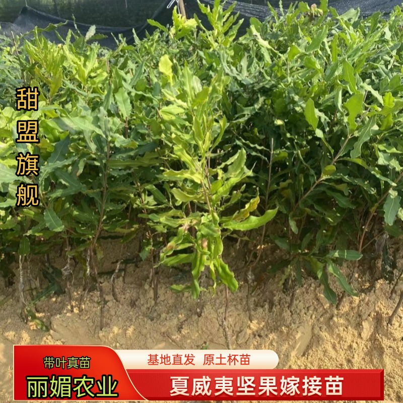 澳洲桂热一号坚果苗夏威夷嫁接果树苗南北方庭院种植带土带叶发货