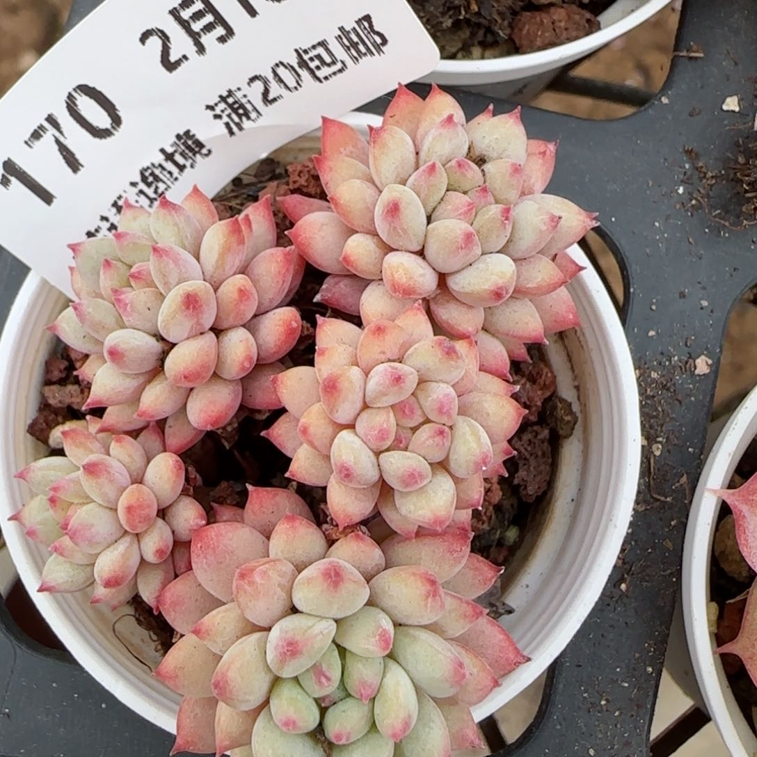 花语逸境0210-170