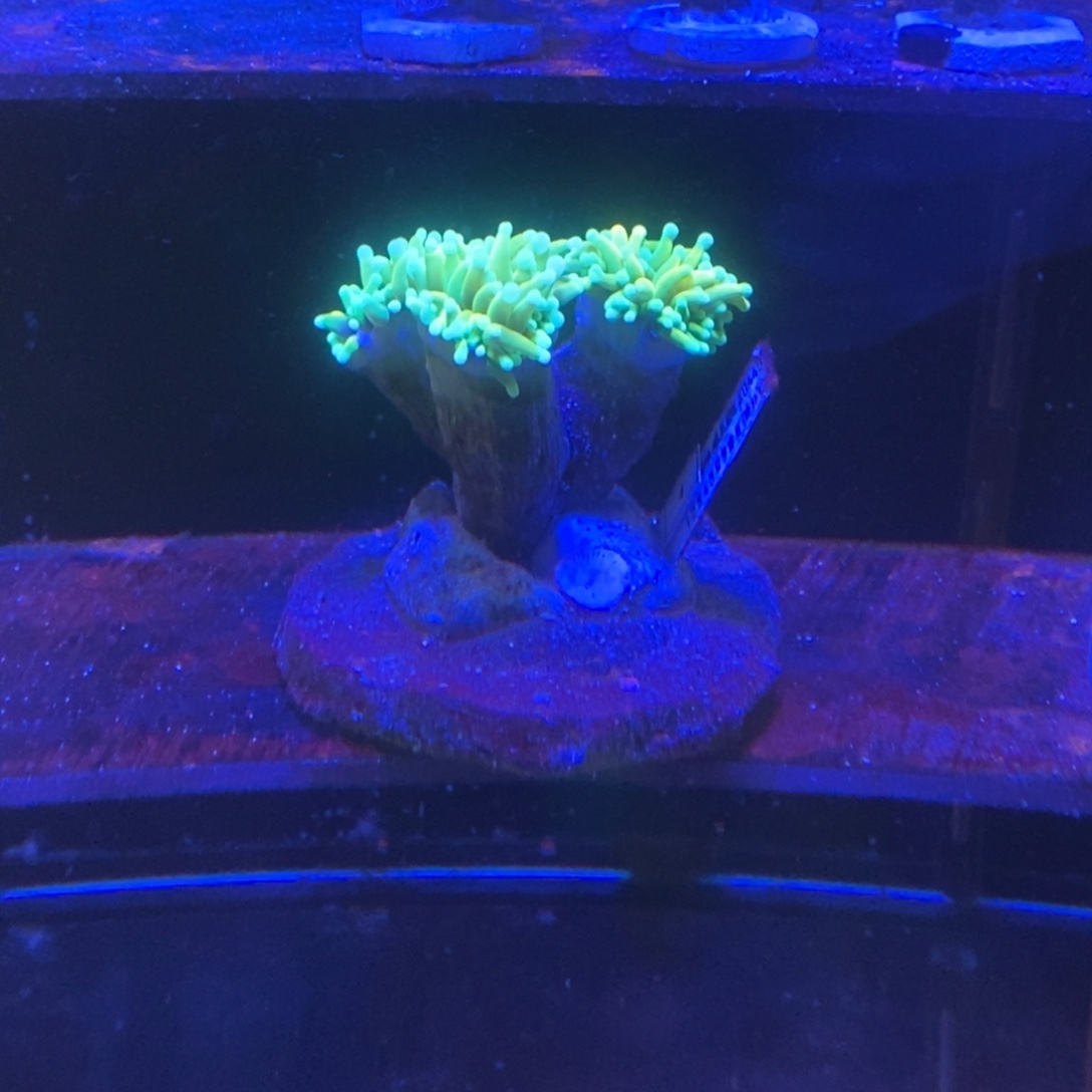 纽扣珊瑚一物一拍