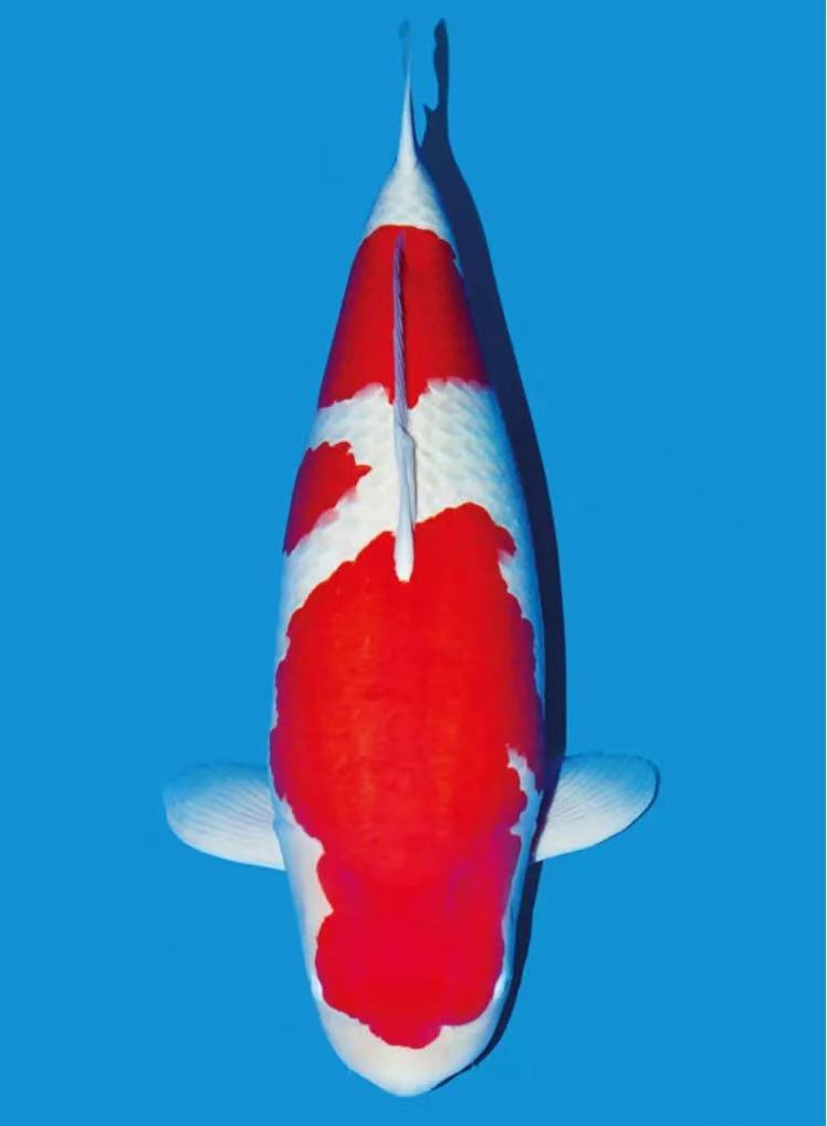 锦鲤当岁精品血统