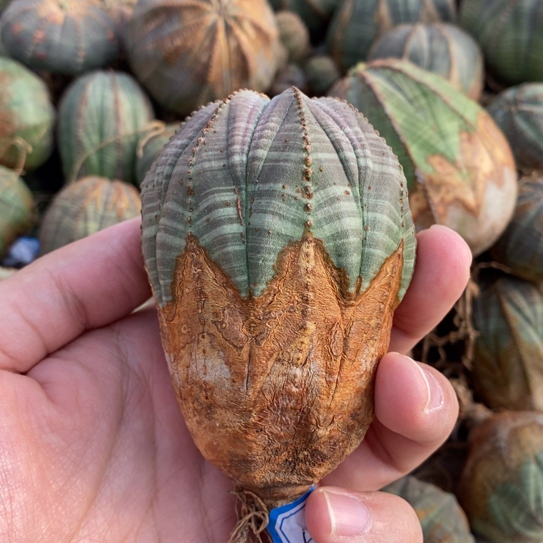 5 欧系实生布纹球多肉植物