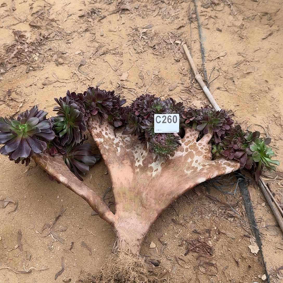 260欧紫一颗呀呀呀呀