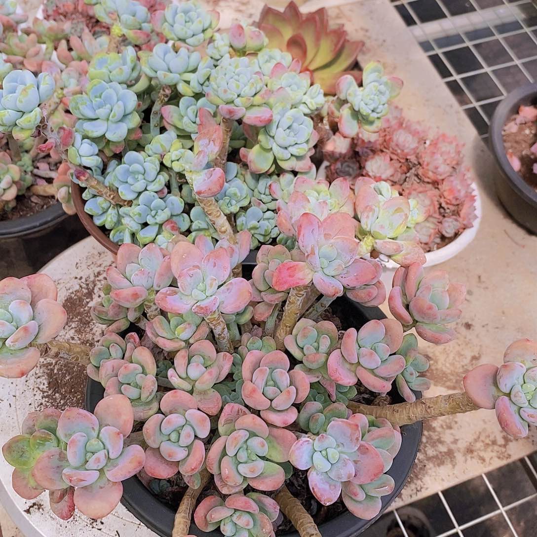 红洛神➕香香劳尔 各一盆