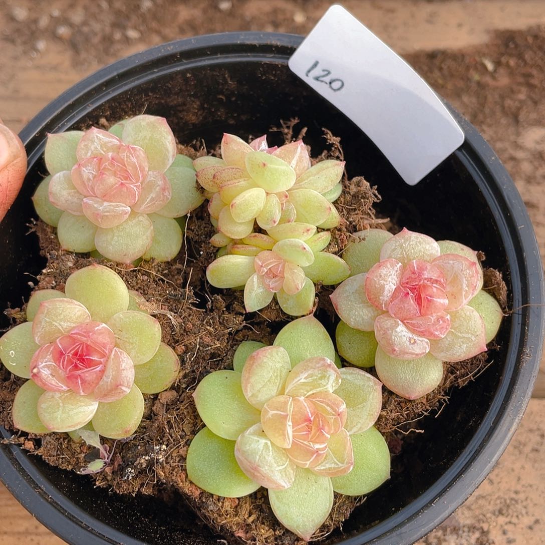 多肉植物多肉植物120