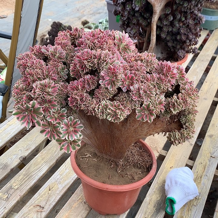 粉女巫一颗有切口