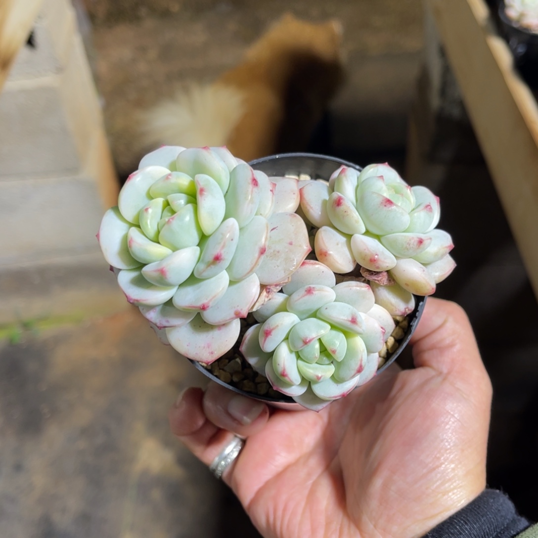 香草锦 一物一拍不支持退换