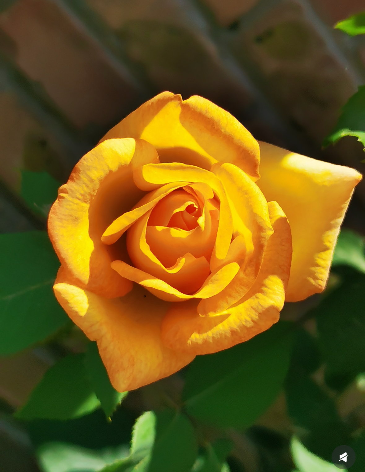 【金奖章】月季大花阳台庭院盆栽花卉可地栽耐寒耐高温抗病抗虫害