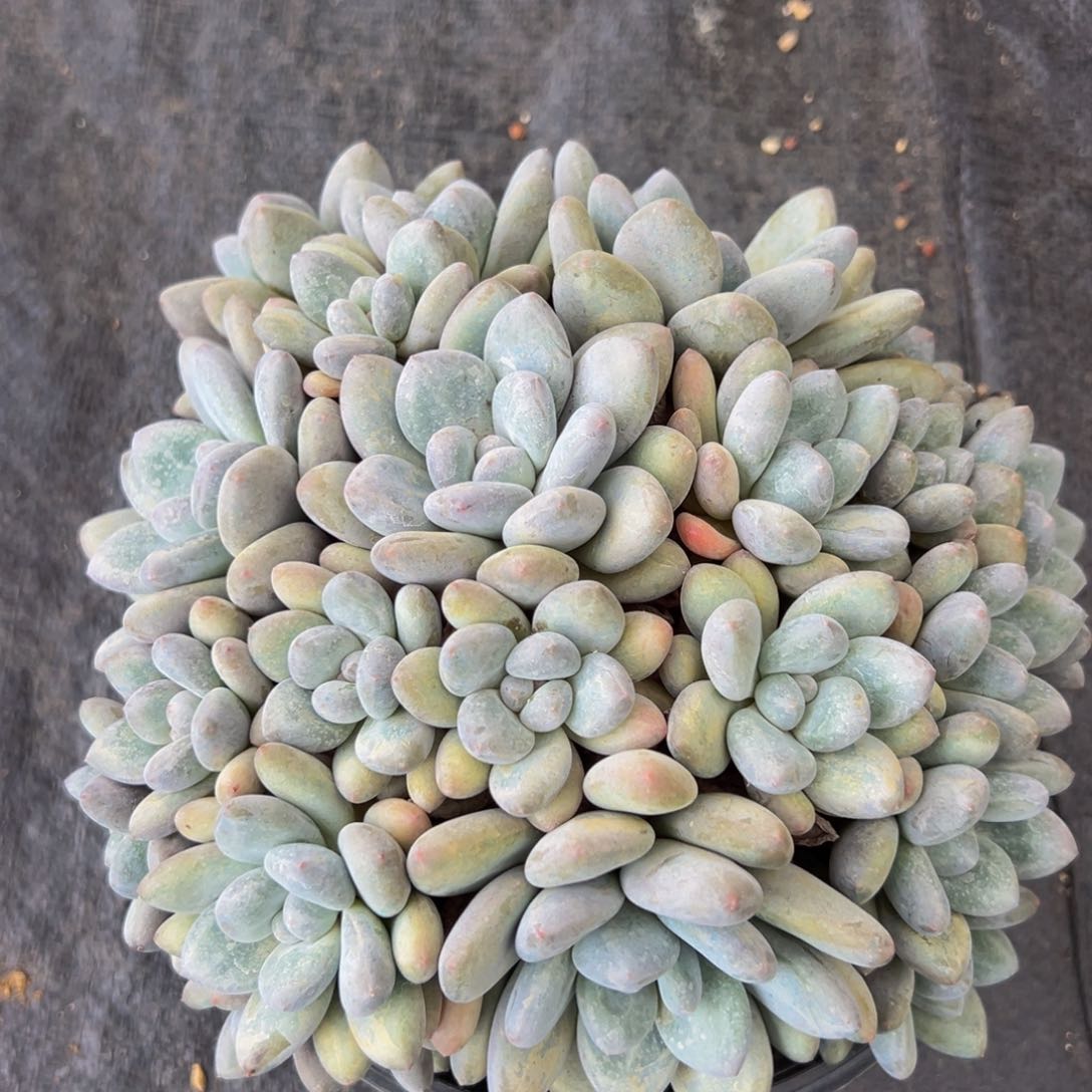 新年快乐。新年快乐 新年快乐