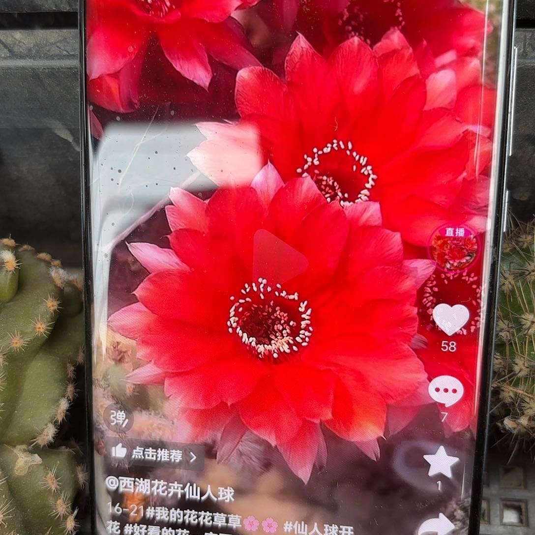 金刚16-21 无根侧牙20包邮