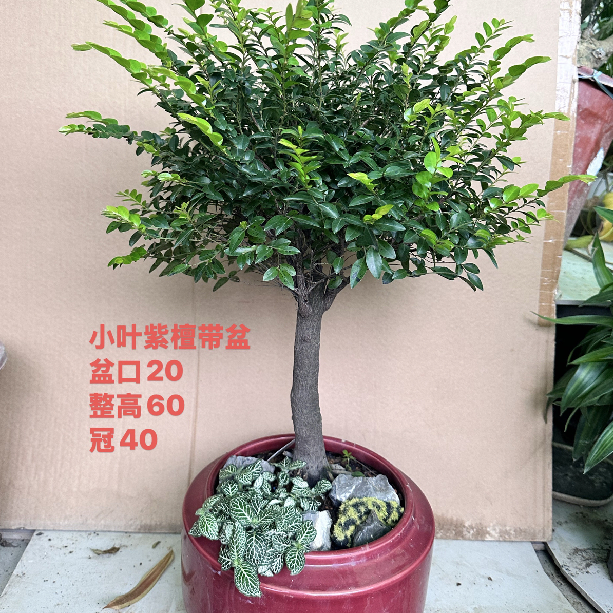 小叶紫檀黑檀黑古茶单杆棒棒糖造型盆景室内阳台四季常青绿植