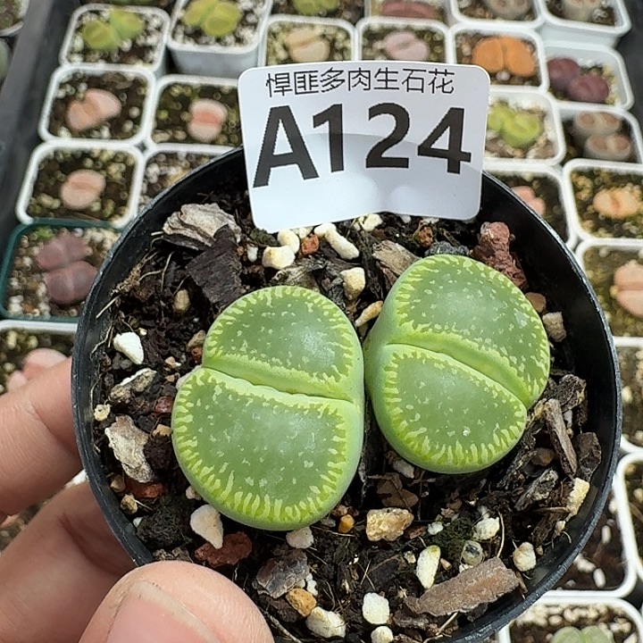 124多肉植物多肉植物
