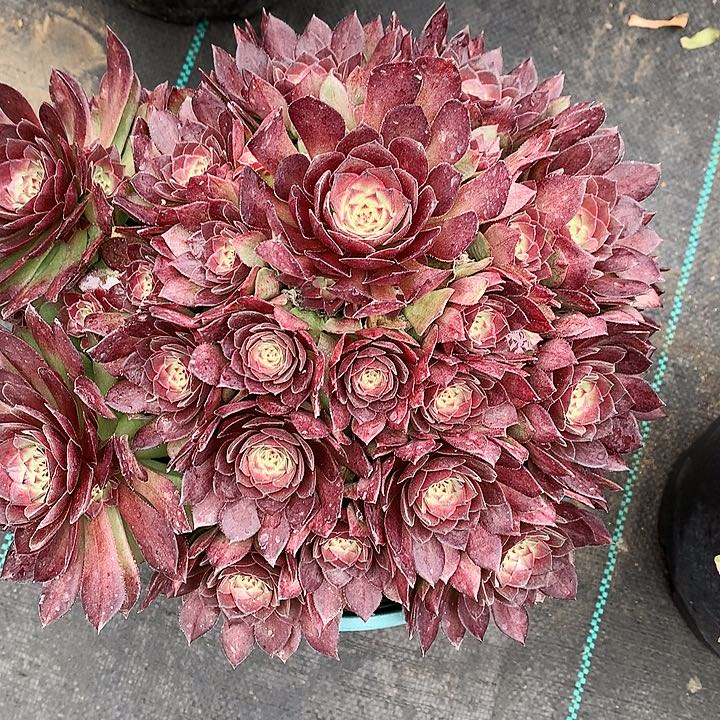 红魔法师图片多肉植物