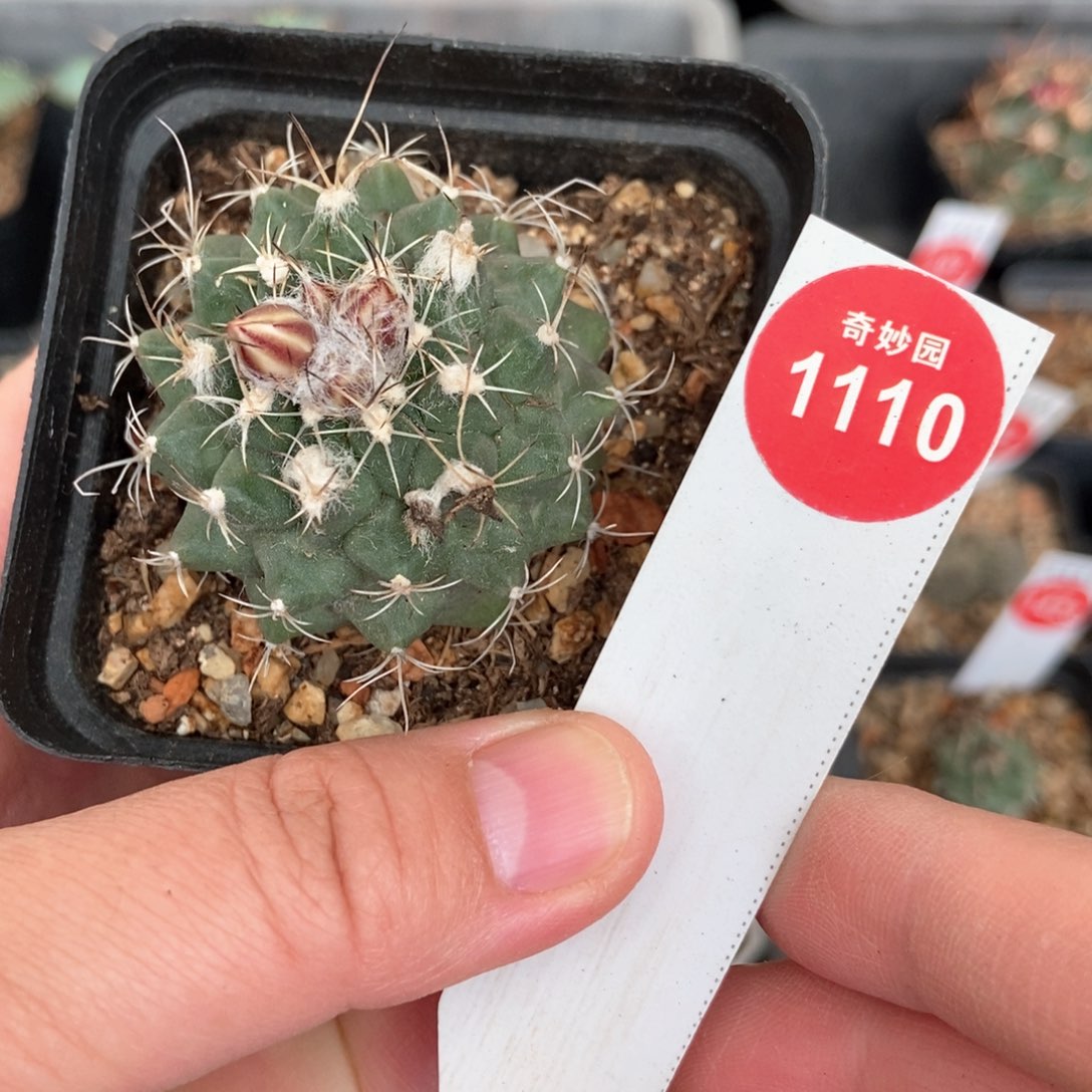 实生刘氏丸娇丽4.4cm