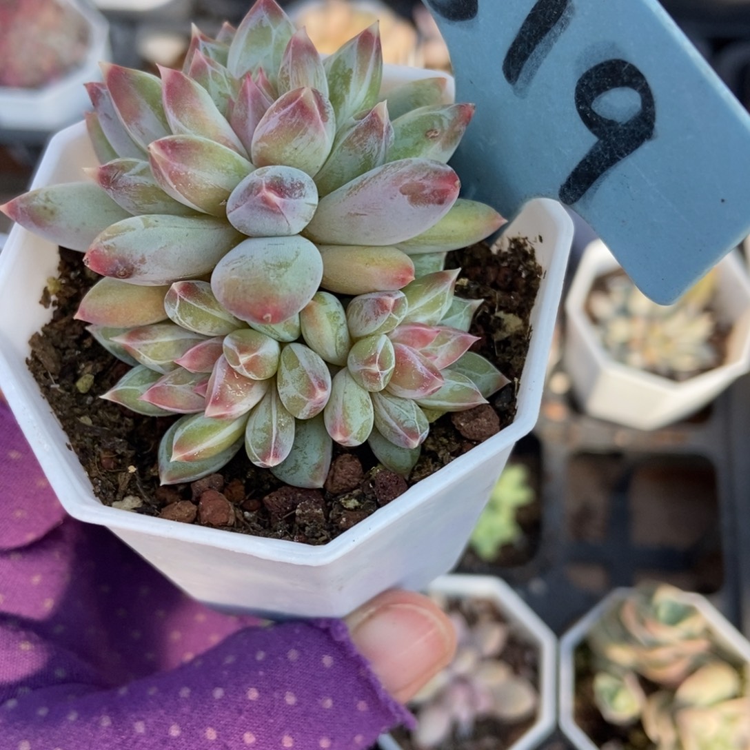 519梵高美人多肉植物