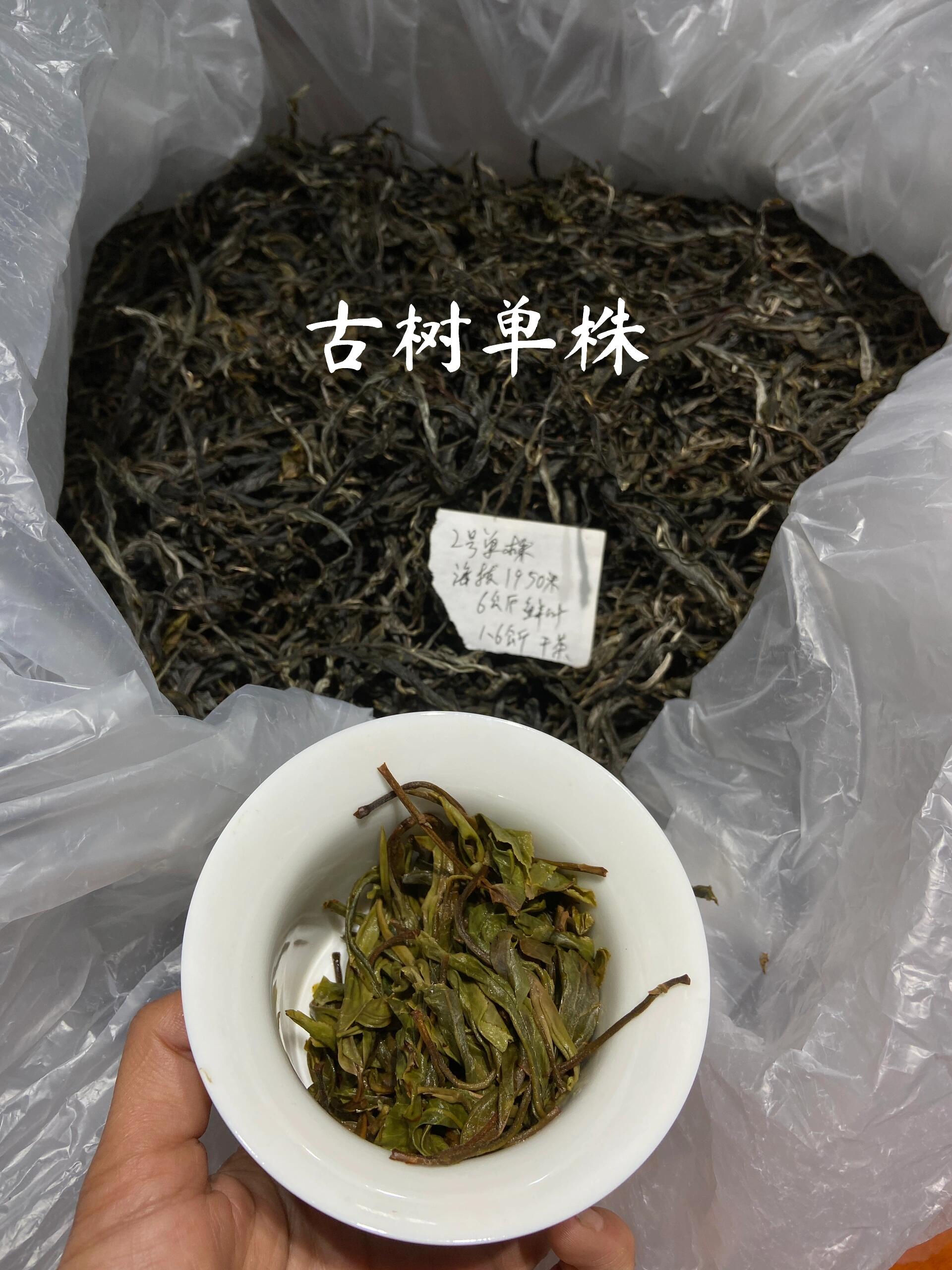 新粉限量5单！老班章天花板！老班章单株纯料！茶气霸道 层次丰富