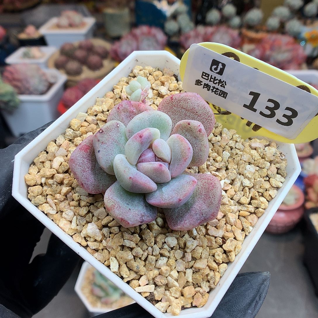 133 冰玉石化多肉