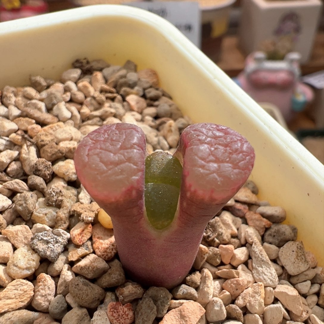 740。新品mg1791冷香风铃