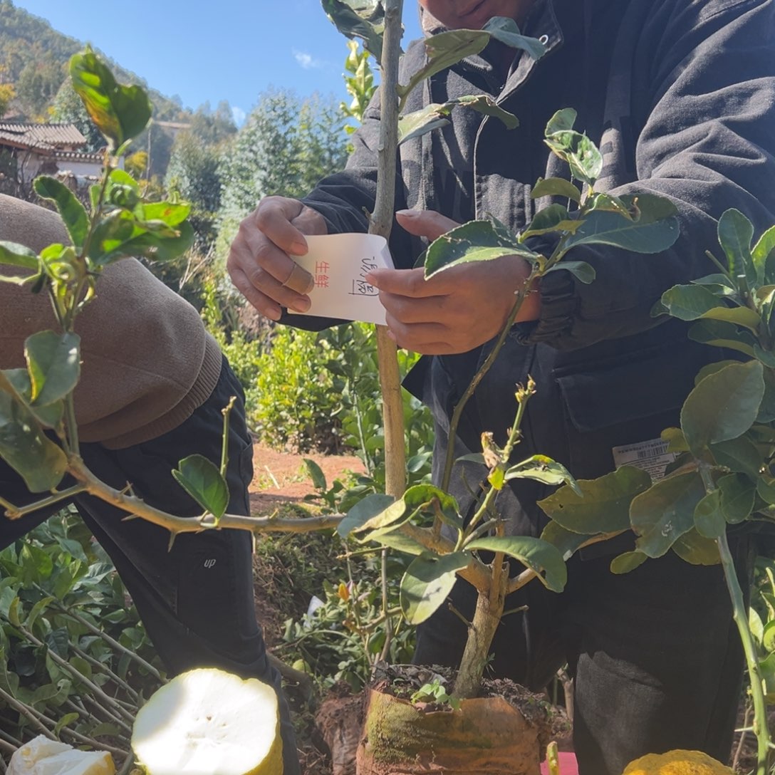 汤***圆当前无花朵，栽培后可花朵0005号大袋子一颗