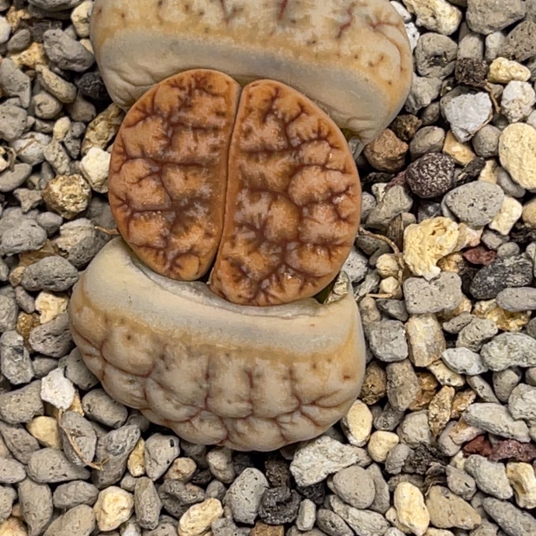 6748拿铁荒玉凹凸粗纹