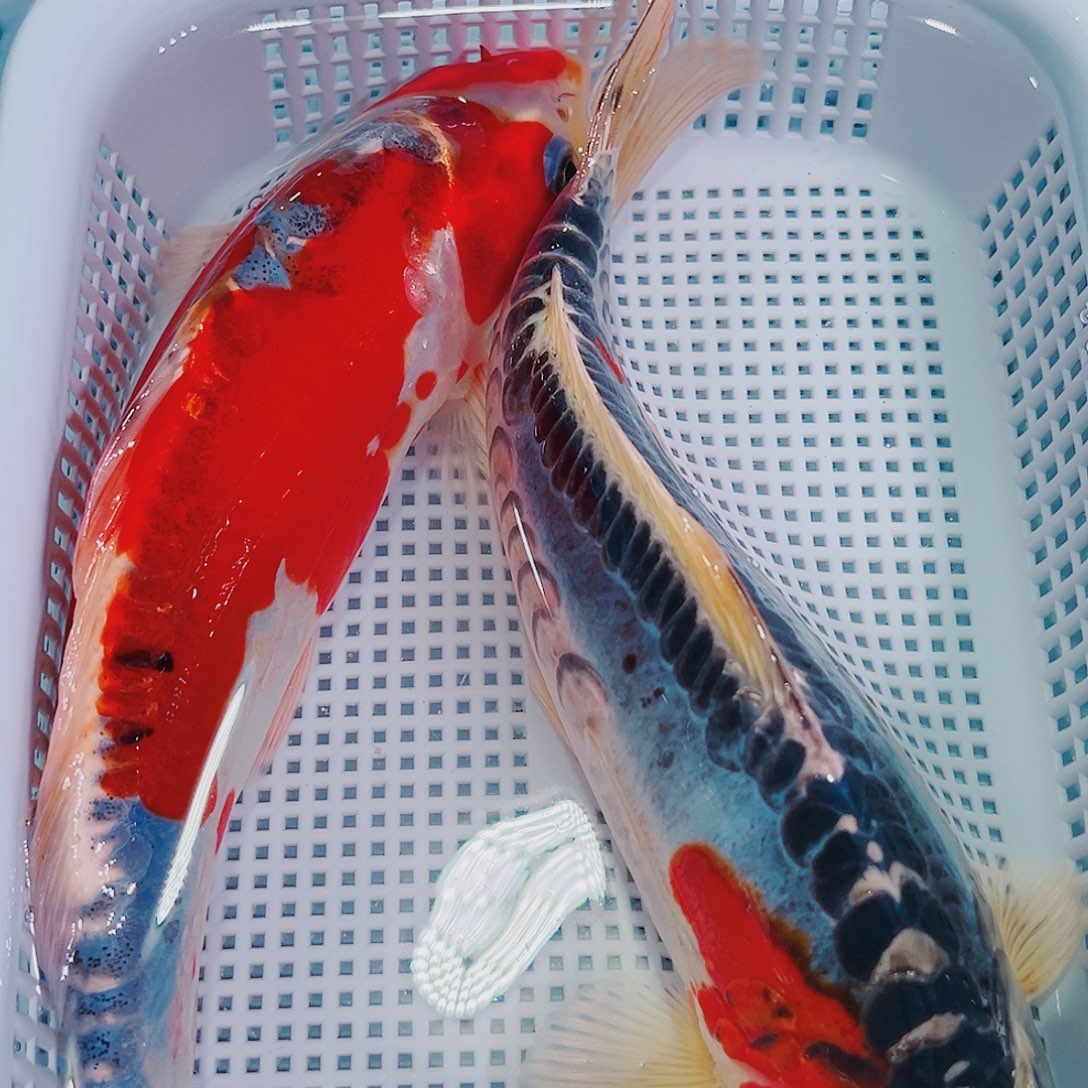 锦鲤锦鲤冷水鱼观赏143