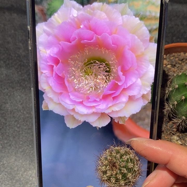 彩草香香520侧芽2公分左右