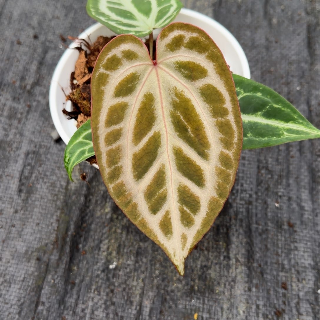 完全开放银光芙蓉9