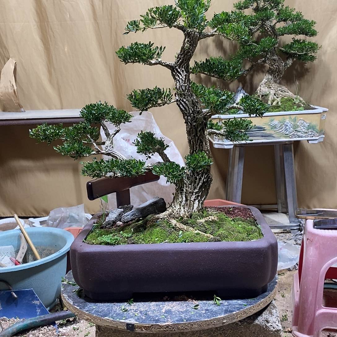 当前无花朵，栽培后可花朵